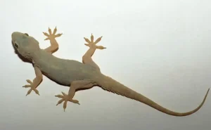 seekor Cicak meskipun tidak membahayakan, namun hama ini bisa membuat rumah menjadi kurang higienis