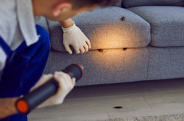 Gambar seorang petugas pest control sedang memeriksa keberadaan hama kecoak yang sering terlihat di sofa